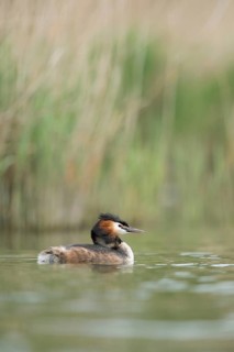 Great Crested Grebe (Podiceps cristatus), North Rhine-Westphalia, Germany