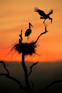 Jabiru (Jabiru mycteria), .adult, pair, at nest, sunrise, flying, Pantanal, Brazil