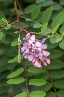Robinia hispida (Robinia hispida 'Purpurwolke'), Stork Botanical Garden for the Blind, Germany