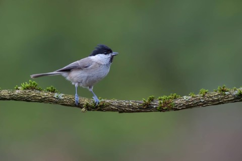 Marsh Tit (Poecile palustris) perched on a branch, Netherlands