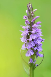 Southern Marsh Orchid (Dactylorhiza praetermissa) close-up, Lower Saxony, Germany