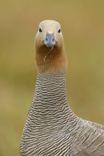 Upland Goose (Chloephaga picta) perched on the ground in the Falkland Islands