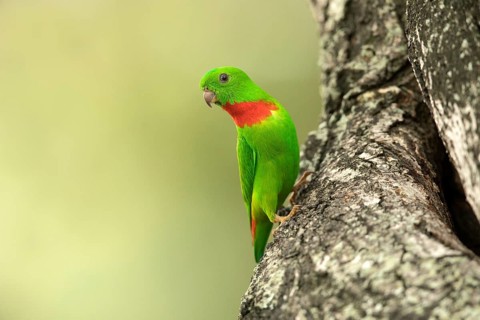 Blue-crowned Hanging Parrot (Loriculus galgulus) male, Singapore