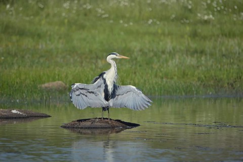 Grey heron (Ardea cinerea) with wing movement on stone in water, sunbathing, wet wings, comical,