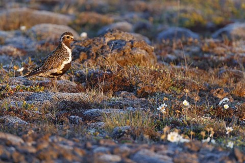 European Golden Plover (Pluvialis apricaria), Iceland