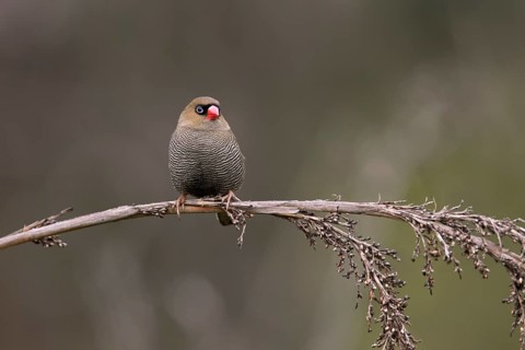 Beautiful Firetail (Stagonopleura bella) perched on a branch, Victoria, Australia