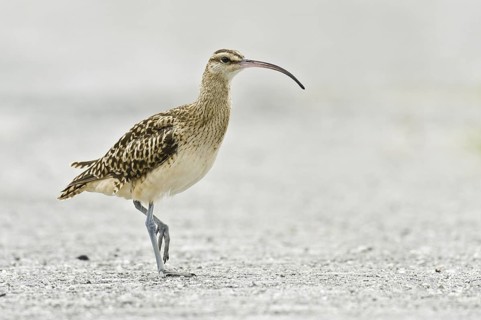 Bristle-thighed Curlew (Numenius tahitiensis), Hawaii, USA