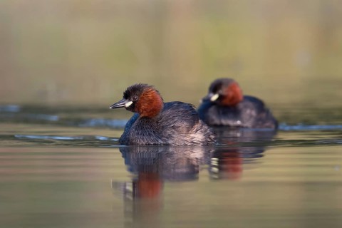 Little Grebe (Tachybaptus ruficollis), Saxony, Germany