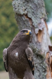 Portrait of immature Aquila nipalensis, steppe eagle, in late light with green background