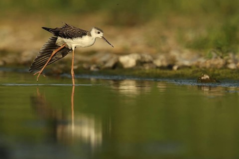 Black-winged Stilt (Himantopus himantopus) juvenile foraging, Piedmont, Italy