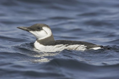 Common Murre (Uria aalge), Newfoundland, Canada