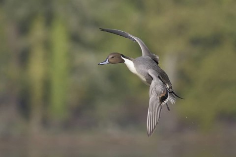 Northern Pintail (Anas acuta) male flying, British Columbia, Canada