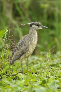 Yellow-crowned Night Heron (Nyctanassa violacea), Texas, USA