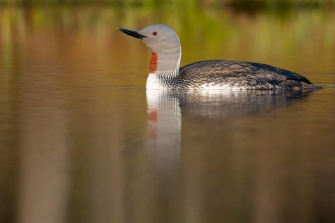 Red-throated diver (Gavia stellata) in breeding plumage on a lake in Sweden, Knuthöjdsmossen,