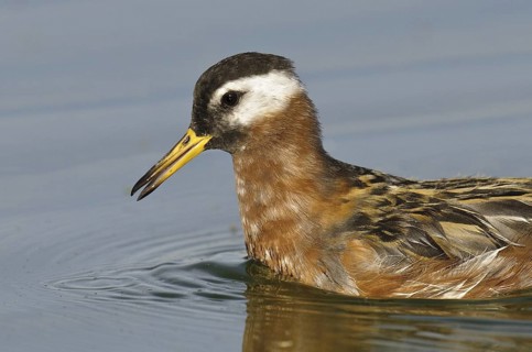 Red Phalarope (Phalaropus fulicarius), Arizona, USA