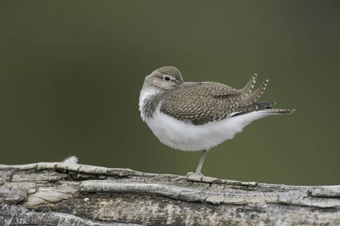 Common Sandpiper (Actitis hypoleucos), Saxony, Germany