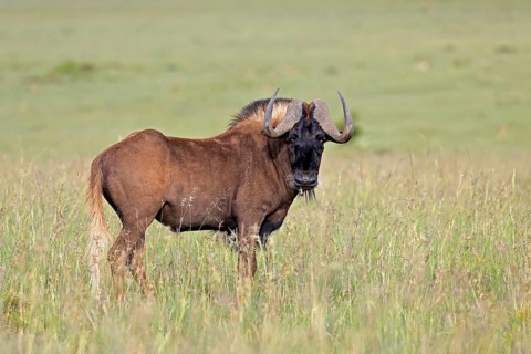 White-tailed wildebeest (Connochaetes gnou), adult, alert, Mountain Zebra National Park, Eastern