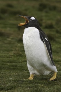 Gentoo Penguin (Pygoscelis papua), Falkland Islands