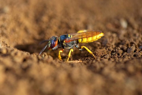 Beewolf, (Philanthus triangulum), wasp, digger wasp, Kaiserstuhl, Baden-Württemberg, Germany