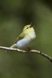 Wood Warbler (Phylloscopus sibilatrix) singing, Gwynedd, United Kingdom