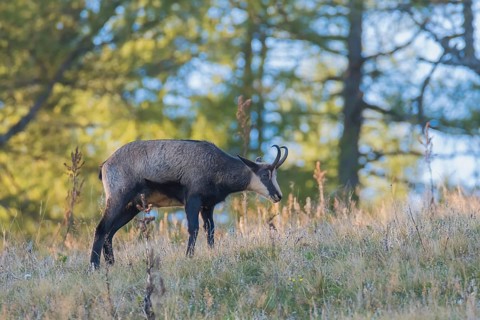 Gaemse (Rupicapra rupicapra) chamois