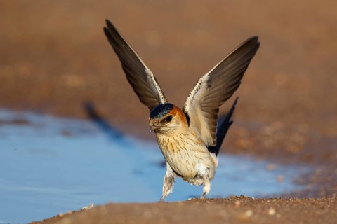 Red-rumped Swallow (Cecropis daurica) looking for nesting material, Lesvos, Greece