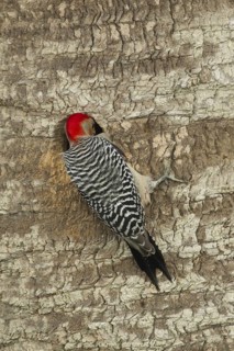 Red-bellied Woodpecker (Melanerpes carolinus) male at nest cavity, Florida, USA