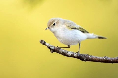 Western Bonelli's Warbler (Phylloscopus bonelli) perched on a branch, Andalusia, Spain