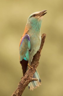 European Roller (Coracias garrulus) female perched on a branch, Serbia