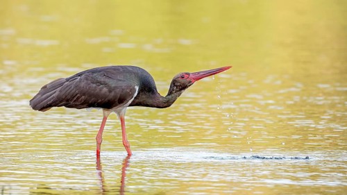 Black Stork (Ciconia nigra) foraging, Saxony-Anhalt, Germany