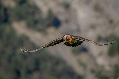 Bearded vulture (Gypeatus barbatus), in flight, Pyrenees, Spain