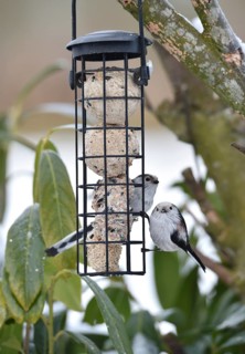 Long-tailed tits (Aegithalos caudatus) eating tit dumplings in winter, Schleswig-Holstein, Germany