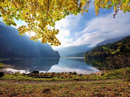 Autumn-coloured sycamore maple (Acer pseudo plantanus), at Obersee, Näfels, Canton Glarus,