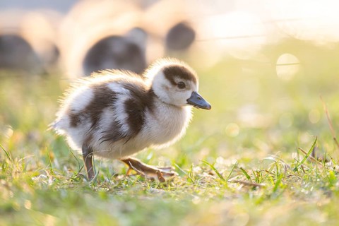 Egyptian goose (Alopochen aegyptiaca) cute chick on a meadow at the shore of a lake, Bavaria,