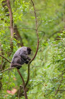 A common woolly monkey, brown woolly monkey, or Humboldt's woolly monkey (Lagothrix lagothricha)