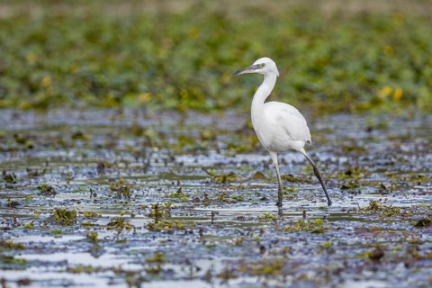 Little Egret (Egretta garzetta) Hungary