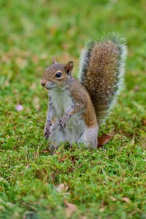 Grey Squirrel (Sciurus carolinensis), on meadow, springtime, Florida, USA