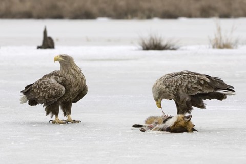 White-tailed Eagle (Haliaeetus albicilla), Mecklenburg-Western Pomerania, Germany