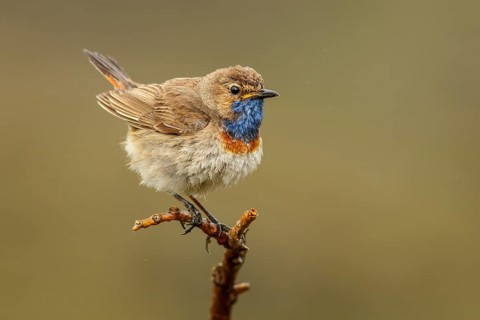 Bluethroat (Luscinia svecica), perched, Castile and Leon, Spain