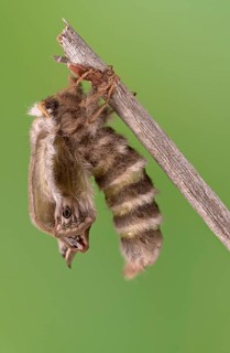 Small emperor moth (Saturnia pavonia), female, unfolding wings after hatching, Germany
