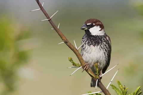 Spanish Sparrow - Weidensperling - Passer hispaniolensis ssp. transcaspicus, male, Turkey