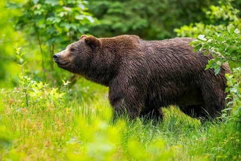 Eurasian brown bear (Ursus arctos arctos) standing between bushes, Bavarian Forest, Bavaria,