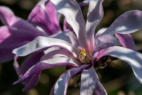 Flower of the star magnolia (Magnolia stellata), Baden-Württemberg, Germany