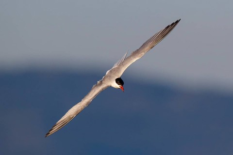 Common Tern (Sterna hirundo) flying, Greece