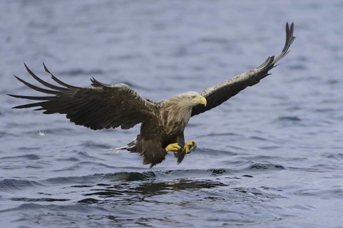 White-tailed Eagle (Haliaeetus albicilla) flying, Nord-Trondelag, Norway