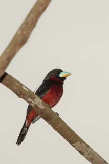 Black-and-red Broadbill (Cymbirhynchus macrorhynchos), Kaeng Krachan, Thailand