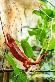 Red Panther chameleon (Furcifer pardalis) in a bush, captive, Bavaria, Germany