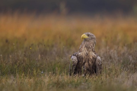 White-tailed Eagle (Haliaeetus albicilla), Poland
