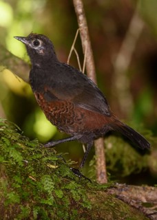 Black-throated Huet-huet (Pteroptochos tarnii), Chile
