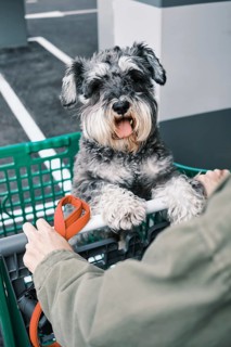 A cute Schnauzer dog is sitting happily in a green shopping cart, being pushed by a person wearing
